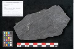 Foto (Objekt + Etikett) von Callipteris sp.  (NHMW-GEO-2024-0188-10918)
